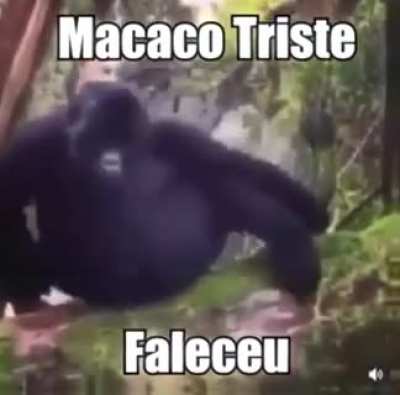 O macaco t&aacute; triste 😔😭