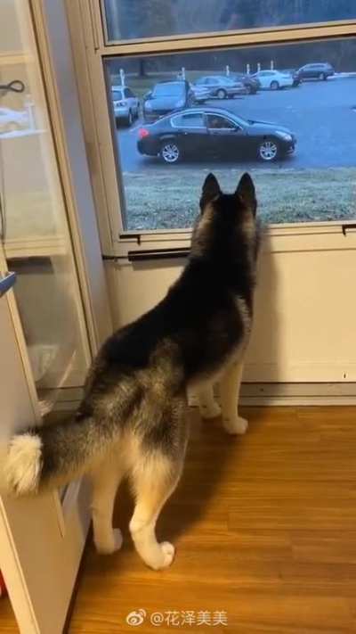 That tail droop when the doggo&rsquo;s date left