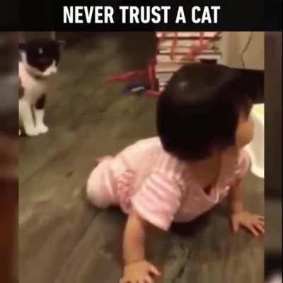 A$$hole cat