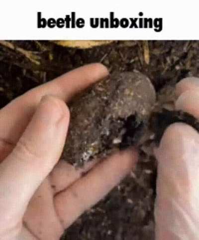 beetles