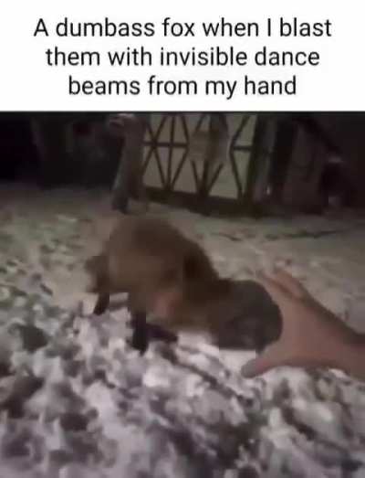 Fox cute
