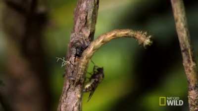 🔥 On the island of Hawaii, 18 of the 20 native species of caterpillars have evolved into carnivorous predators.
