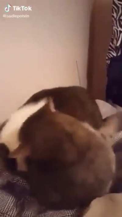 May his little cat soul rest in peace