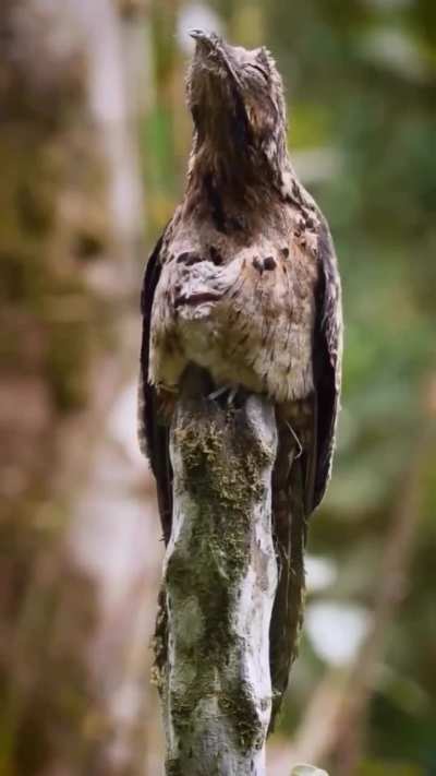 🔥The Long-tailed Potoo with her chick