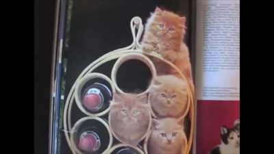 Kittens!