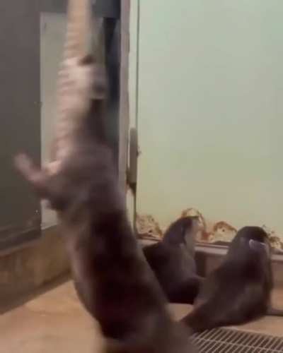 Look what i can do