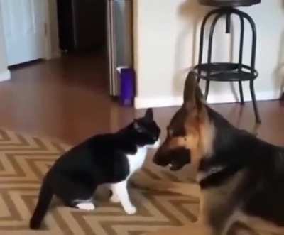My cat always beat my dog