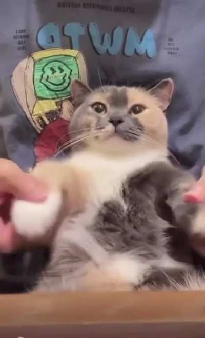 Squid Cat - I&rsquo;m good at everything, except the things I can&rsquo;t do