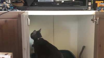 How my idiot cat &ldquo;covers&rdquo; her poop