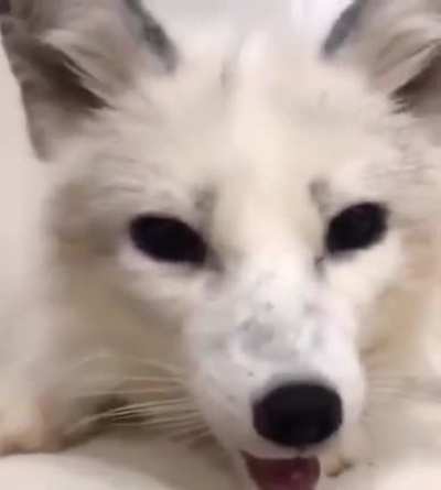 Foxes_irl