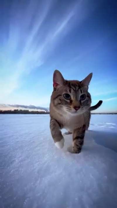 Котик