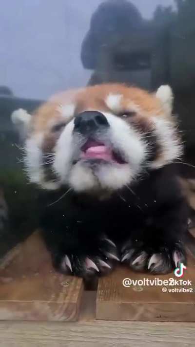 I didn&rsquo;t expect red pandas to be this adorable !