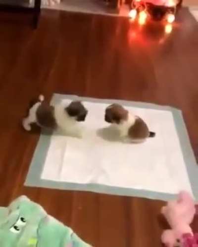 Little Cute kiss