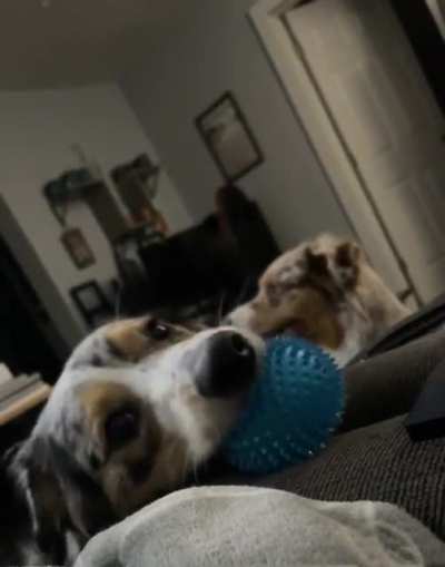 i&rsquo;ll annoy you until you throw the ball, but no you can&rsquo;t have it