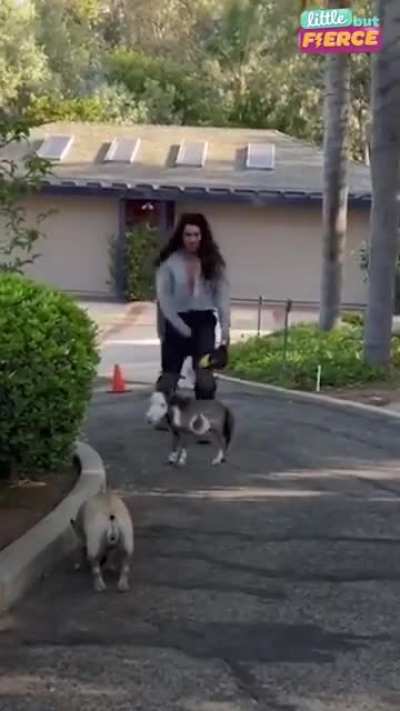 World's smallest horse is no bigger than a small dog