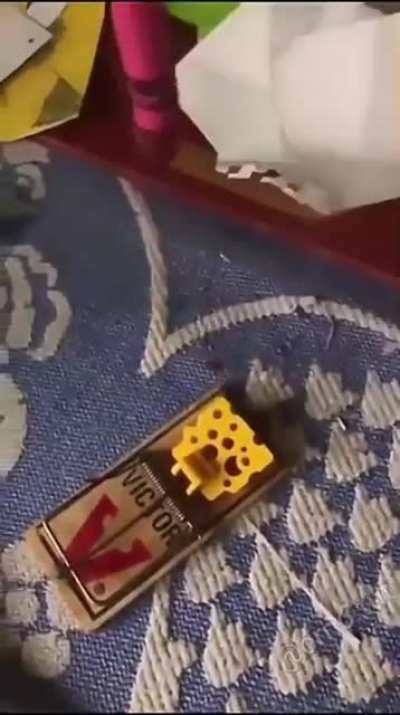 Don&rsquo;t mess with mouse traps kids