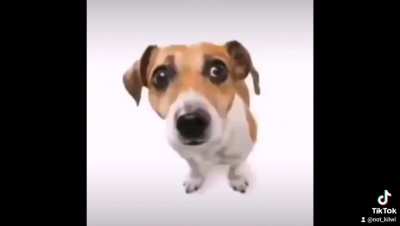 🐕🐶
