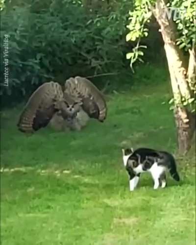 Филин не любит Котиков