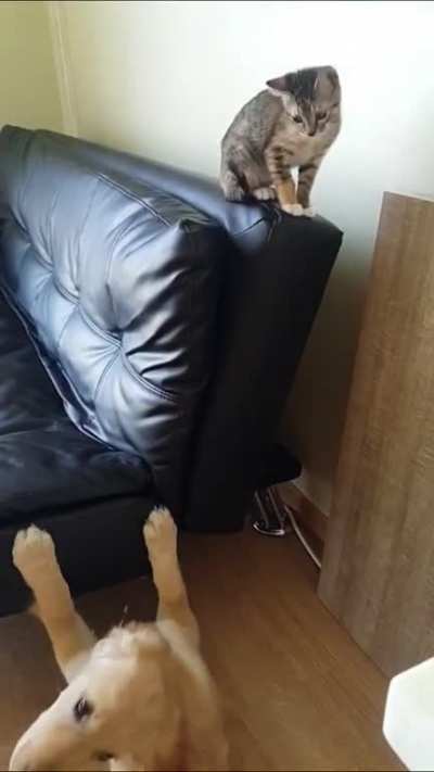 Dog is impressed with cat&rsquo;s smooth jumping skills and tries to do it too ... it does not go as planned.
