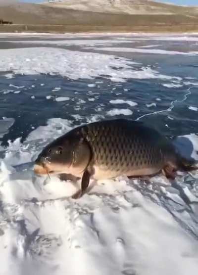 This carp can live in ice without oxygen for up to months. He's just takin a break from the cold.
