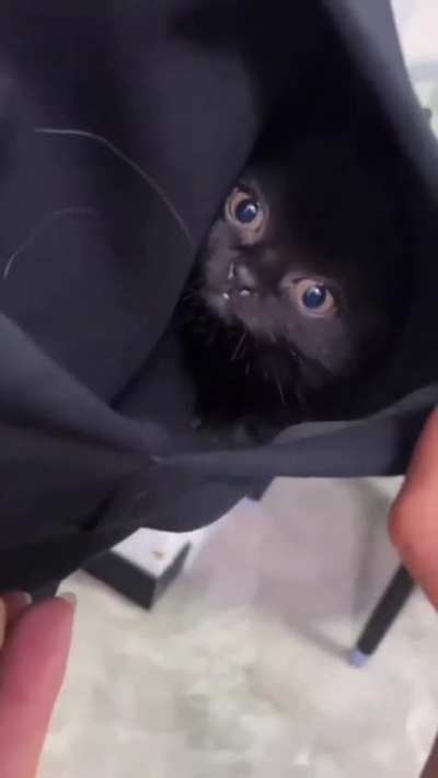 Found the kitten
