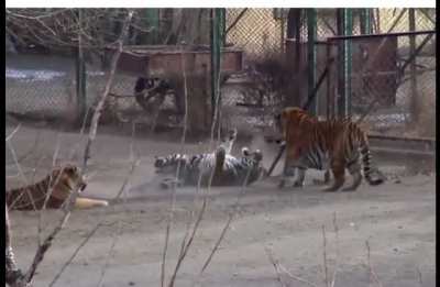 Tigers think they’re gangsta until a Siberian walks in