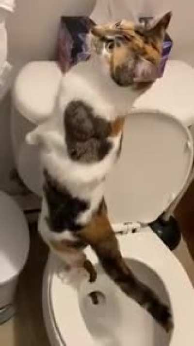 Guess what this pussy is upto