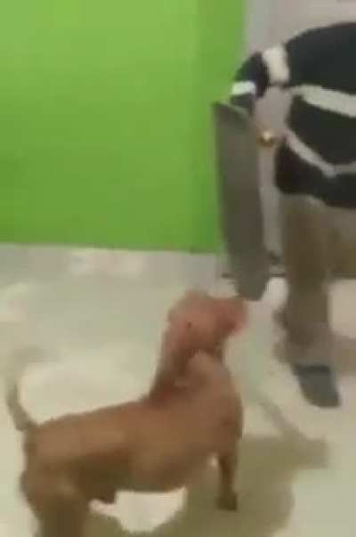 Perro truco
