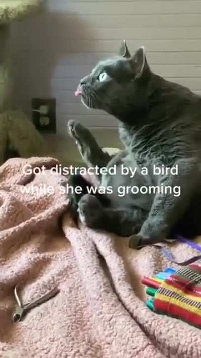 Derp saw a bird