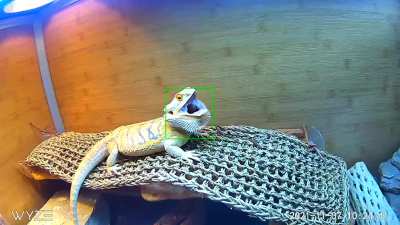Finally captured the rare morning call of a bearded dragon! 👂🏻