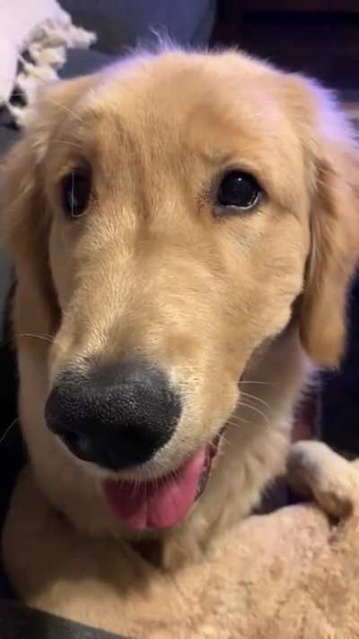 Randle, 6 months, bringing me his puppy to show me it is bed time. He sleeps with it every night.