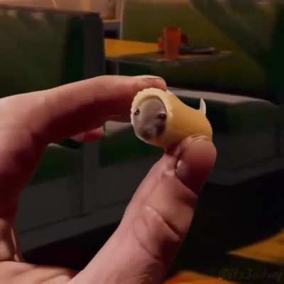 Mac rat