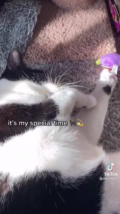 Just cat things