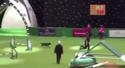 The dog has a fantastic time trial but along the way....