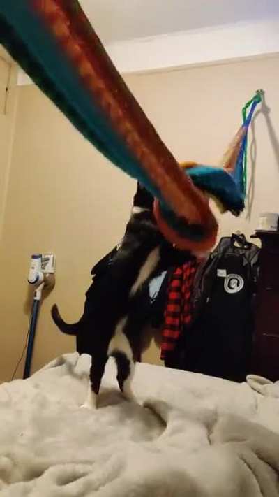 Hammock master