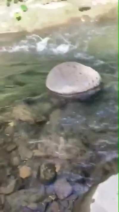 🔥 meep meep!