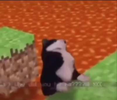 🐈