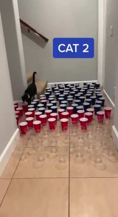 I am a cat -3