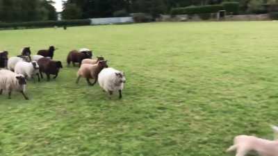 to be the world's best sheepdog