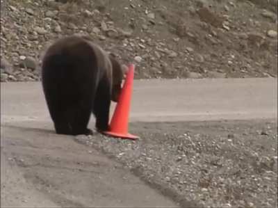 Just a bear taking a nice stroll