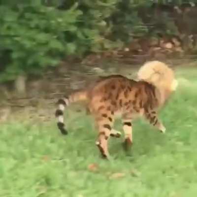 Very rare lion spotted