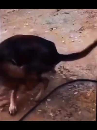 Krazy dog