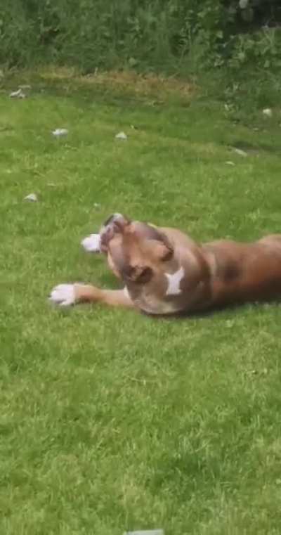 My American Bully knows who the boss is