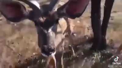 Kudu and a Baboon