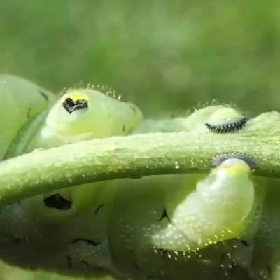 Little feet