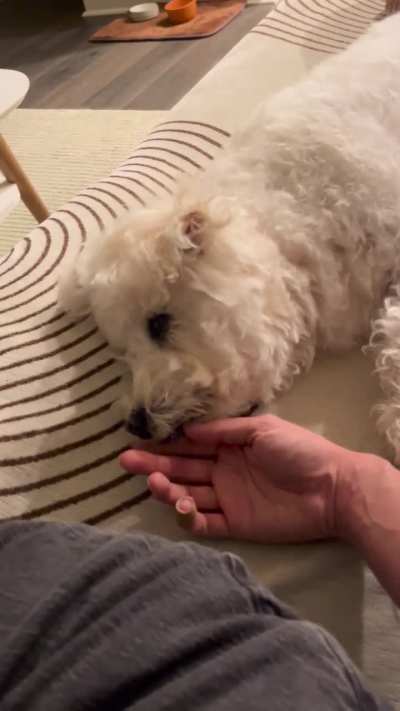 I&rsquo;m pretty sure my dog sees me as her FWB. Or perhaps owner of a scritches business, and she&rsquo;s my valued customer. She pays me with licks. If I don&rsquo;t respond with more petting she gets up and leaves, like cool let&rsquo;s do this again soon