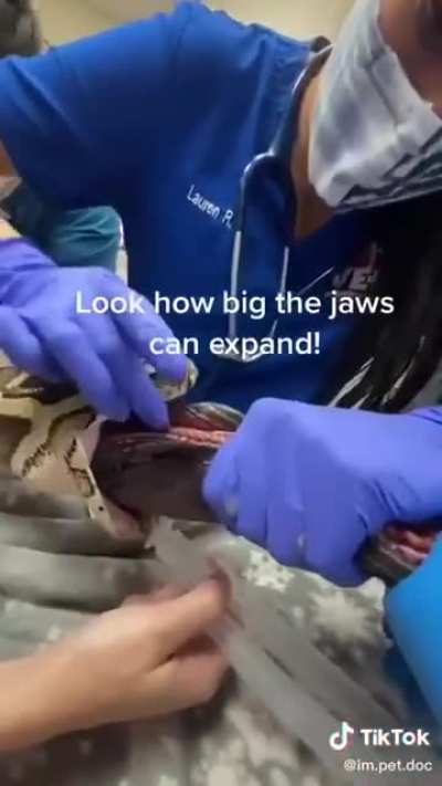 Snake eats blanket