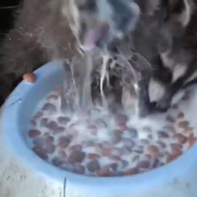 Feasting in Pawnee, Indiana