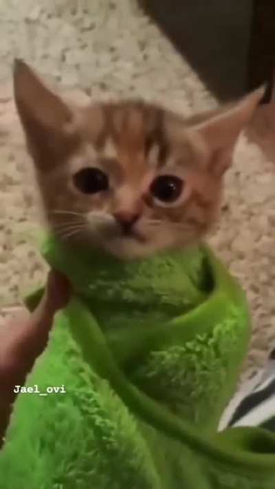 * meows aggressively *