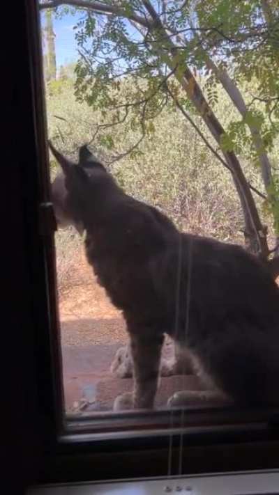 My dad has a bobcat that&rsquo;s been hanging out around his house for over a month now, does this count as a house cat?